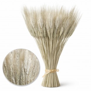 Spice de grau uscate si conservate 55 cm